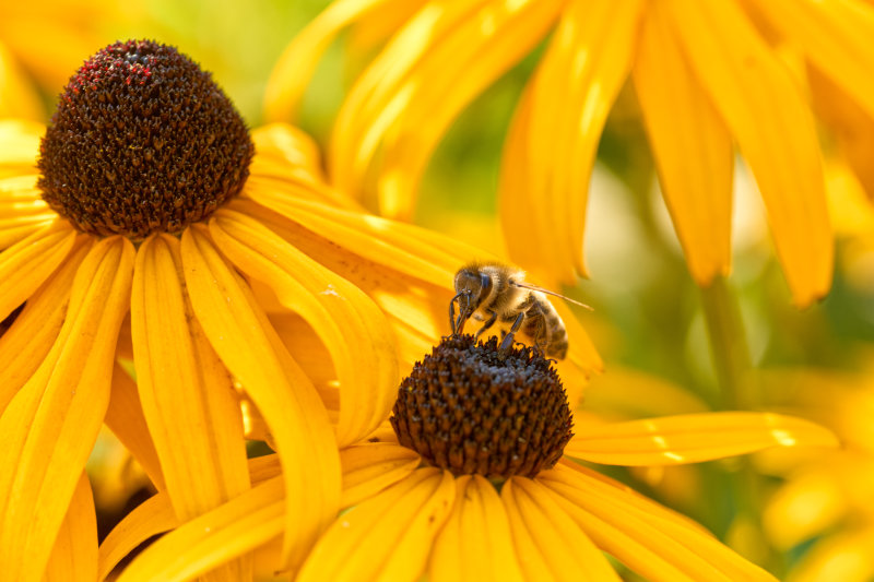 Bee on Black-Eyed Susan