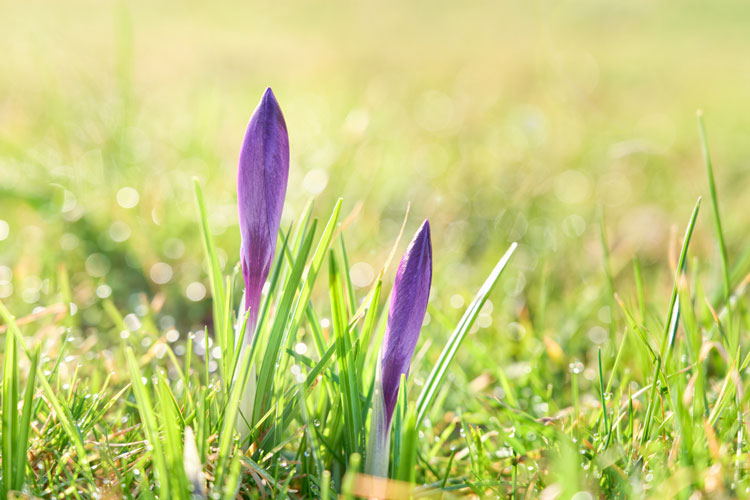 Blooming crocus flower in the sunlight.