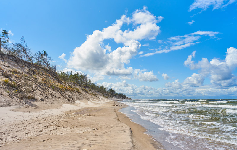 Sea shore with wild shore plants and sea dune. Baltic sea coast
