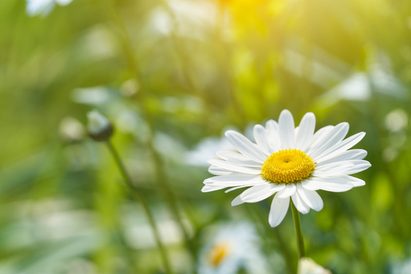 Close-up of blooming white daisy flower